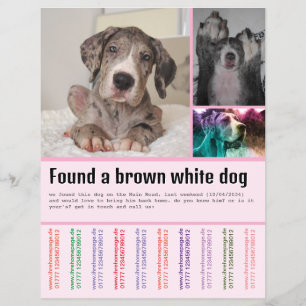 Found Dog  Flyer
