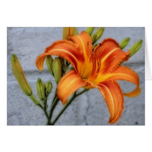 Foundation Lily (Front Horizontal)