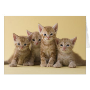 Four American Shorthair Kittens