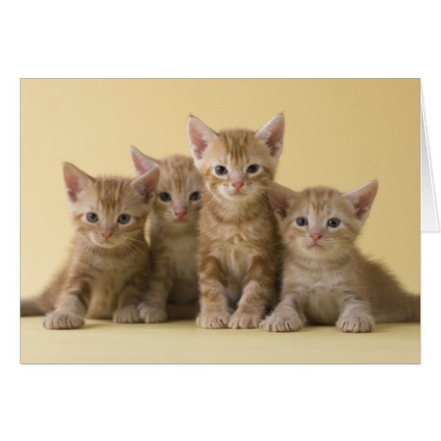 Four American Shorthair Kittens (Front Horizontal)