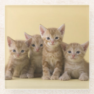 Four American Shorthair Kittens Glass Coaster