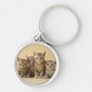 Four American Shorthair Kittens Key Ring