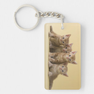 Four American Shorthair Kittens Key Ring