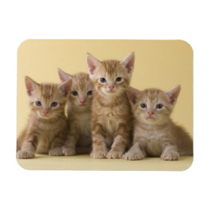 Four American Shorthair Kittens Magnet