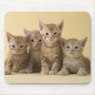 Four American Shorthair Kittens Mouse Pad
