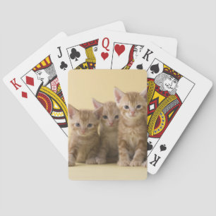 Four American Shorthair Kittens Playing Cards