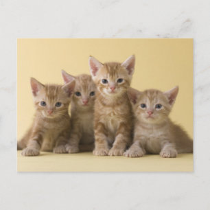Four American Shorthair Kittens Postcard