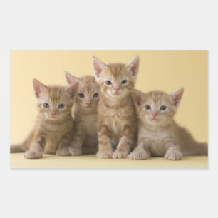 Four American Shorthair Kittens Rectangular Sticker