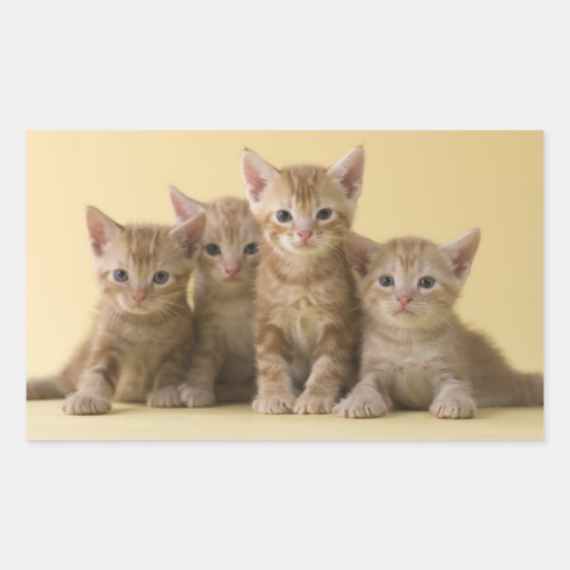 Four American Shorthair Kittens Rectangular Sticker (Front)