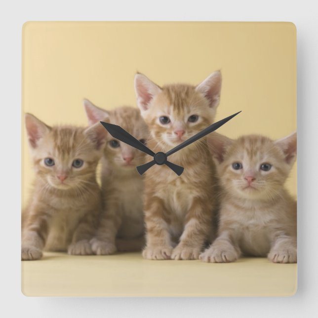 Four American Shorthair Kittens Square Wall Clock (Front)