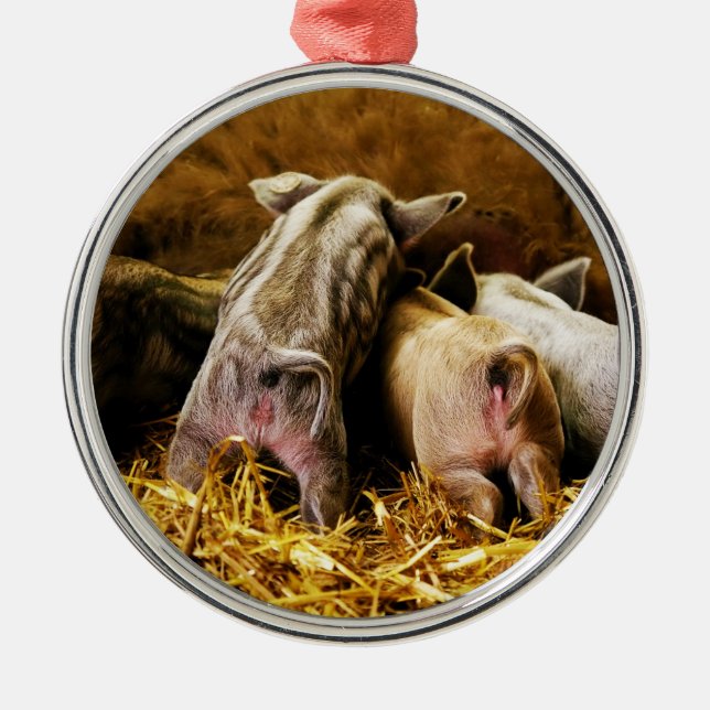 Four Baby Piglet Mangalitsa Hogs Showing Butts Metal Ornament (Front)