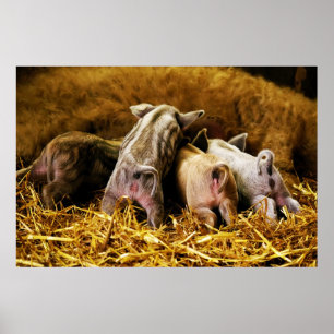 Four Baby Piglet Mangalitsa Hogs Showing Butts Poster