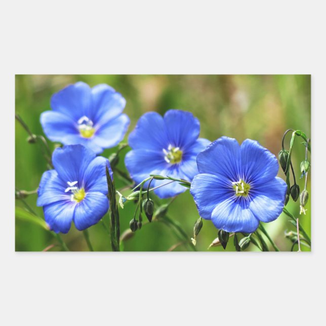Four Beautiful Blue Wildflowers Bloom Kananaskis Rectangular Sticker (Front)