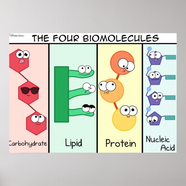Four Biomolecules Poster (Front)