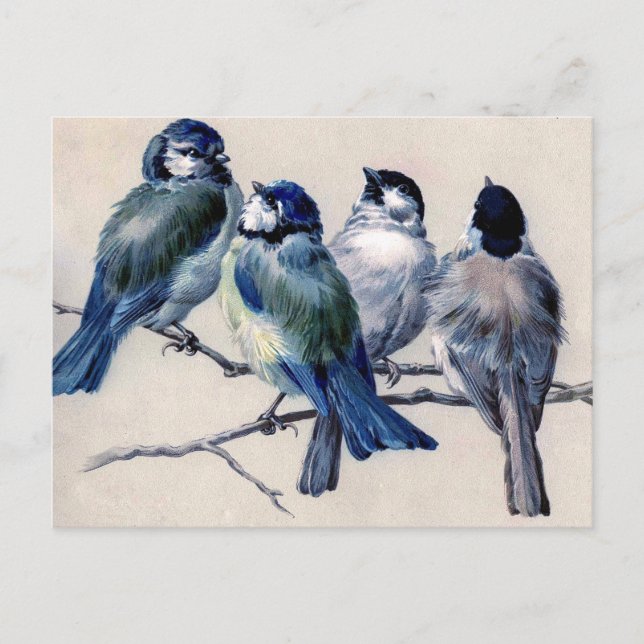 Four Birds on a Branch Postcard (Front)