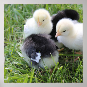Four Black and Yellow Baby Chicken chicks Poster