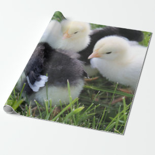 Four Black and Yellow Baby Chicken chicks Wrapping Paper