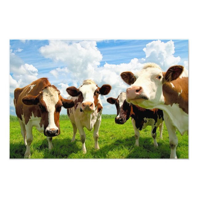 Four chatting cows photo print (Front)