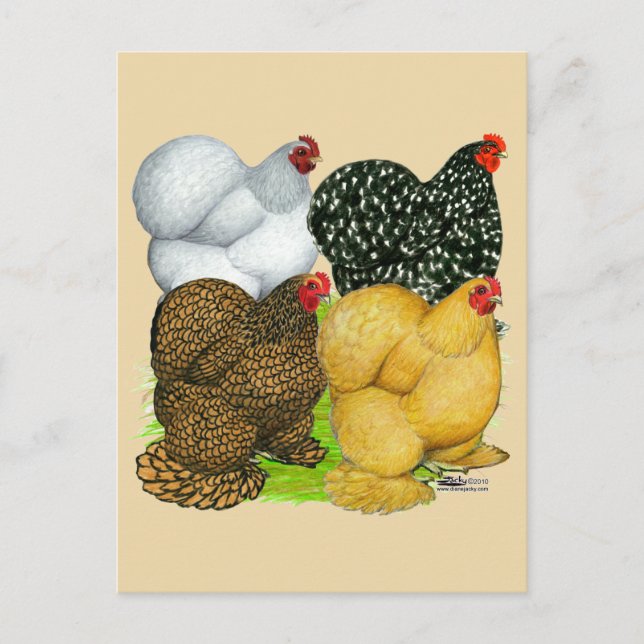Four Cochin Hens Postcard (Front)