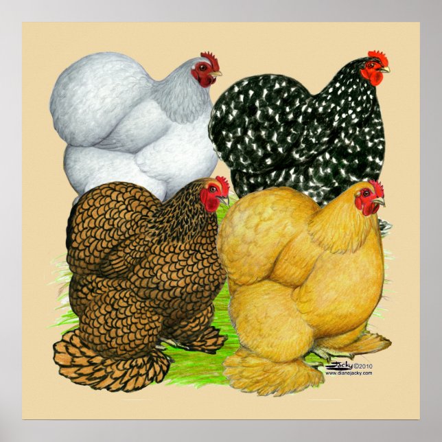 Four Cochin Hens Poster (Front)