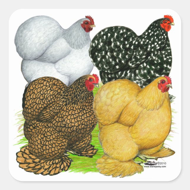 Four Cochin Hens Square Sticker (Front)