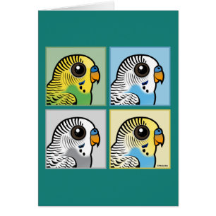 Four Colour Budgies