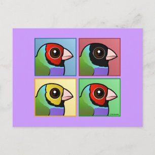 Four Colour Gouldian Finch Postcard