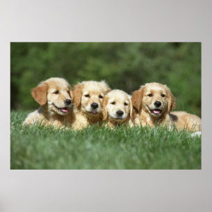 Four cute golden retriever puppies poster