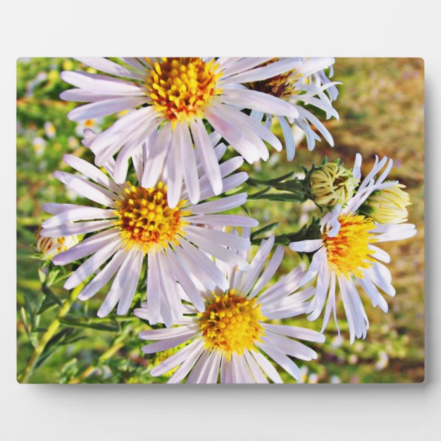 Four Daisies ~ 8x10 With Easel Plaque (Front)
