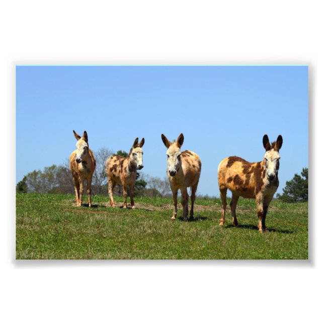 Four Donkeys Photo Print (Front)