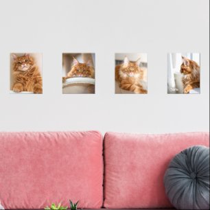 Four Family Cat 8x10 Photo