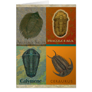 Four Fossil Trilobites
