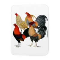 Four Gamecocks