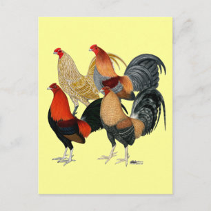 Four Gamecocks Postcard