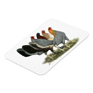 Four Gamefowl Hens Magnet