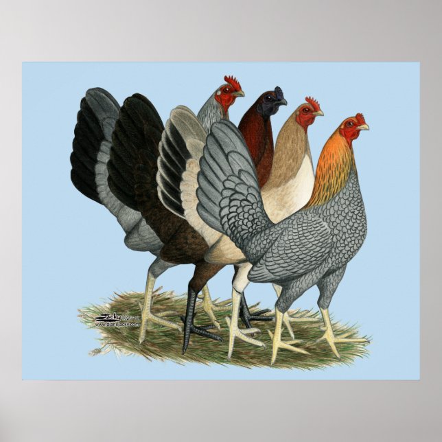 Four Gamefowl Hens Poster (Front)