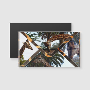 Four Giraffes On A Giraffe Envelope,