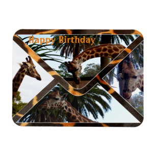 Four Giraffes On A Giraffe Envelope, Magnet