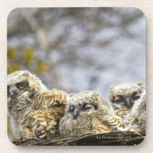 Four Great Horned Owl (Bubo Virginianus) Chicks Coaster