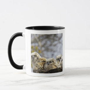 Four Great Horned Owl (Bubo Virginianus) Chicks Mug