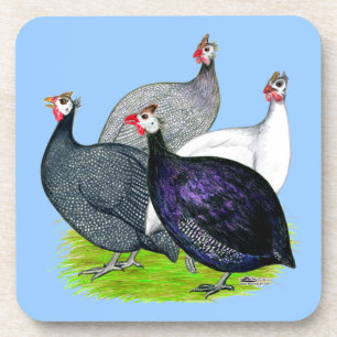 Four Guineas Coaster