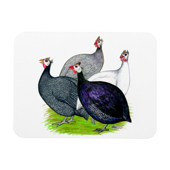 Four Guineas Magnet (Horizontal)