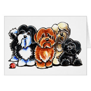 Four Havanese