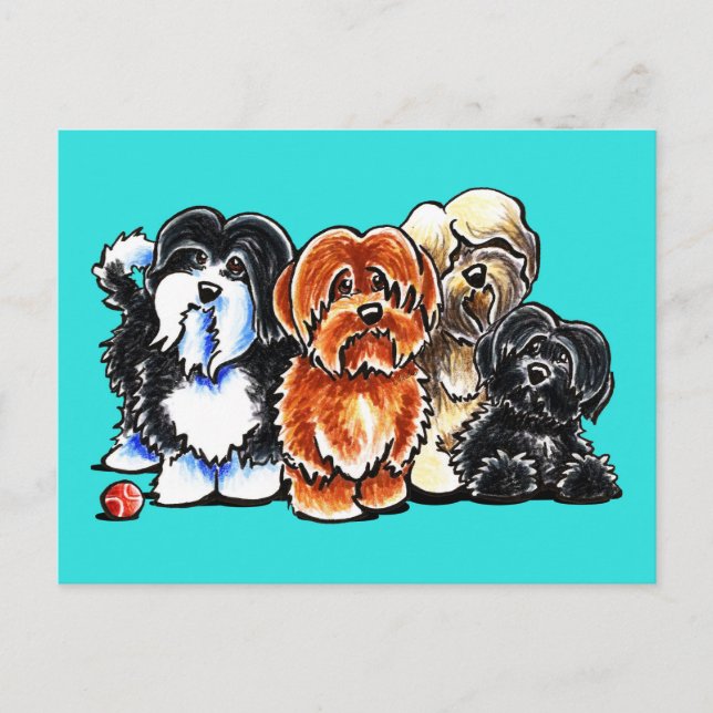 Four Havanese Postcard (Front)