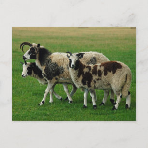 Four horned sheep postcard