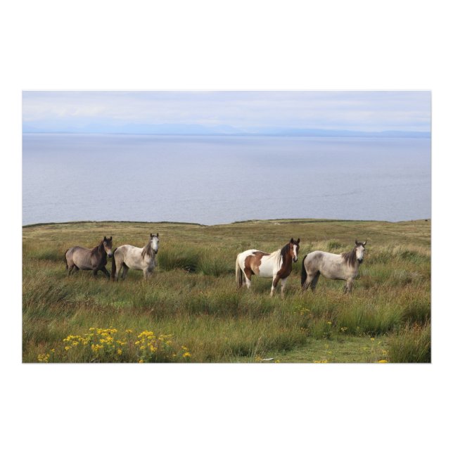 Four horses by the sea photo print (Front)