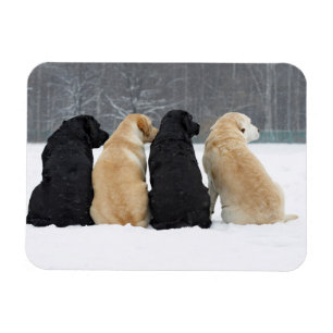 Four Labrador Dogs In Snow Magnet