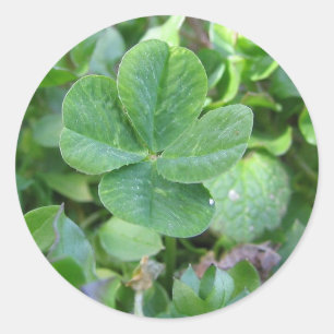 Four leaf clover classic round sticker