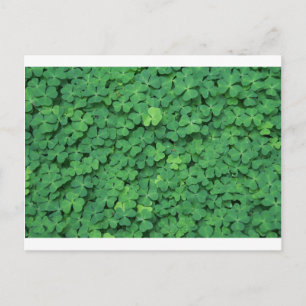 Four Leaf Clover Postcard