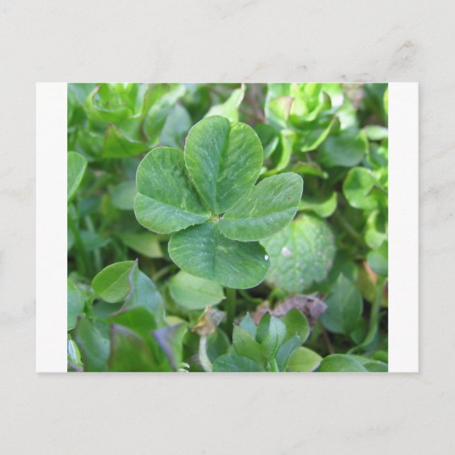 Four Leaf Clover Postcard (Front)